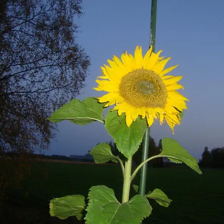 Loma-raiso